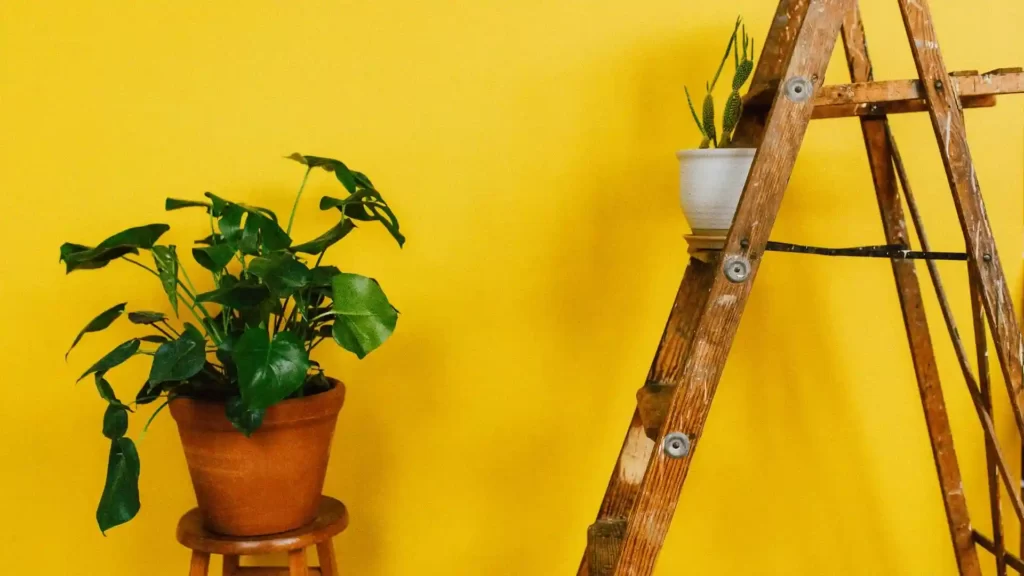 Two potted plants against a yellow backdrop and an old wooden ladder.